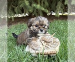 Small #1 Shorkie Tzu