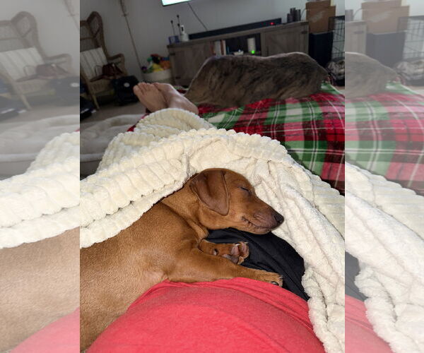 Medium Photo #6 Dachshund Puppy For Sale in Arlington, VA, USA