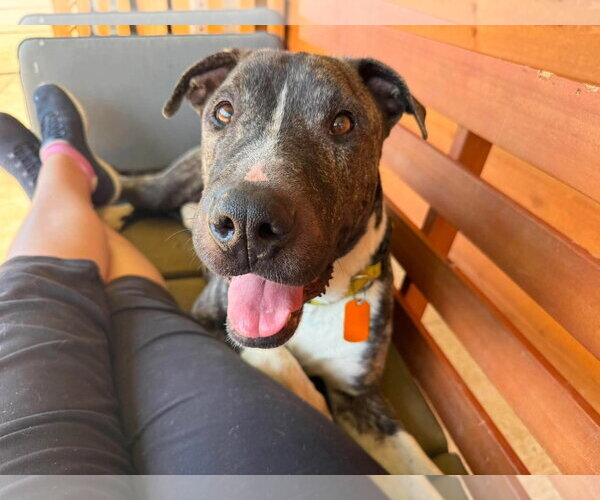 Medium Photo #2 American Pit Bull Terrier-Unknown Mix Puppy For Sale in Germantown, OH, USA