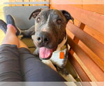 Small #1 American Pit Bull Terrier Mix