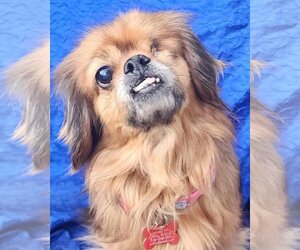 Pekehund Dogs for adoption in Cuba, NY, USA