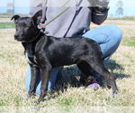 Small #24 Mutt