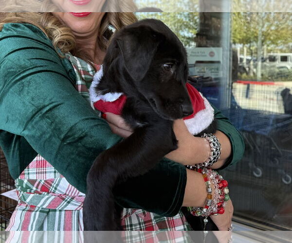 Medium Photo #4 Labrador Retriever-Unknown Mix Puppy For Sale in The Woodlands, TX, USA