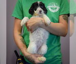 Small #2 Spaniel Mix