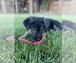 Small Photo #5 German Shepherd Dog Puppy For Sale in NUEVO, CA, USA