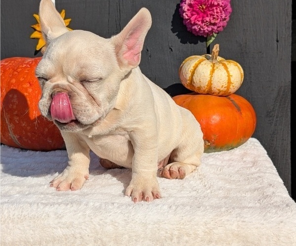 Medium Photo #8 French Bulldog Puppy For Sale in GOSHEN, IN, USA