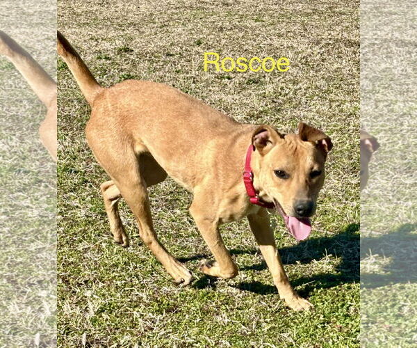 Medium Photo #5 Labrador Retriever-Rhodesian Ridgeback Mix Puppy For Sale in Wakefield, RI, USA