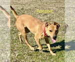 Small #4 Labrador Retriever-Rhodesian Ridgeback Mix