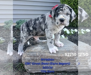 Great Dane Puppy for Sale in TOPEKA, Indiana USA