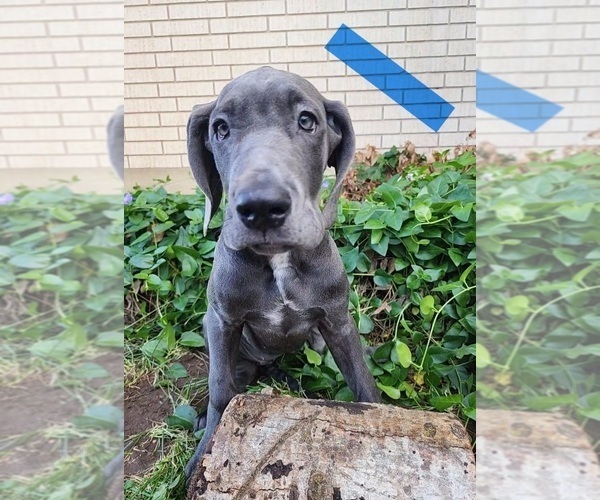 Medium Photo #4 Great Dane Puppy For Sale in OGDEN, UT, USA