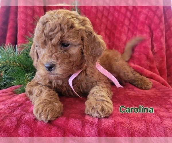 Medium Photo #1 Cavapoo Puppy For Sale in COLBY, WI, USA