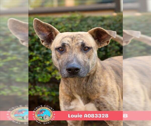 Medium Photo #2 Black Mouth Cur Puppy For Sale in Mobile, AL, USA