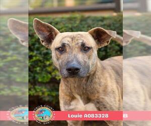 LOUIE - Male Black Mouth Cur Dog for Adoption - Photo #2
