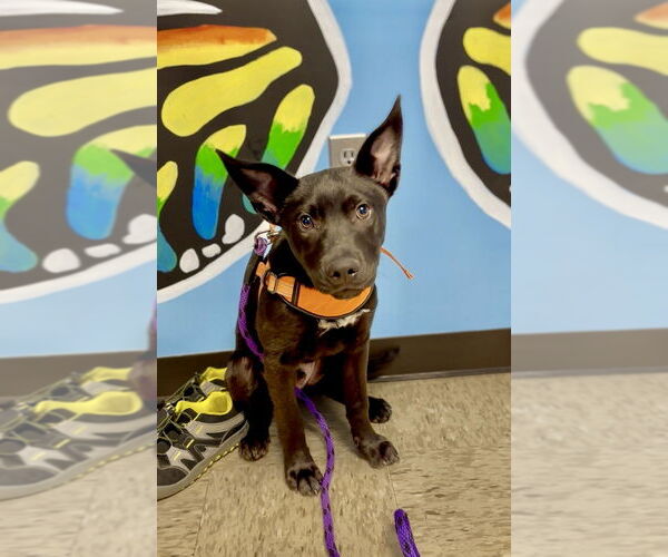 Medium Photo #9 Labrador Retriever-Unknown Mix Puppy For Sale in Mooresville, NC, USA