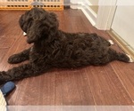 Small #8 Cockapoo