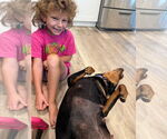 Small #4 Rottweiler Mix