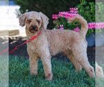 Small Photo #1 Poodle (Toy) Puppy For Sale in PARADISE, PA, USA