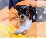 Small Photo #7 Chihuahua Puppy For Sale in MOUNT AIRY, NC, USA
