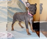 Puppy 0 American Hairless Terrier
