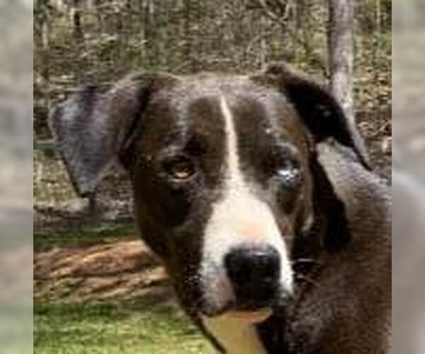 Medium Photo #1 Border Collie-Catahoula Leopard Dog Mix Puppy For Sale in Greenville, SC, USA