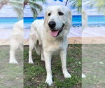 Small #3 Great Pyrenees