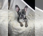 Small Photo #8 French Bulldog Puppy For Sale in BOTHELL, WA, USA