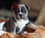 Small Photo #1 French Bulldog Puppy For Sale in KINGWOOD, TX, USA