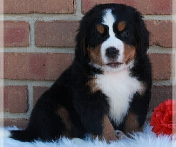 Medium Photo #4 Bernese Mountain Dog Puppy For Sale in FREDERICKSBURG, OH, USA