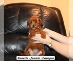 Small #4 Cavapoo (Miniature)
