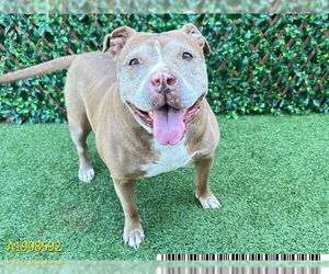 Blueberry* - Female American Pit Bull Terrier Dog for Adoption - Photo #3