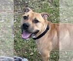 Small #1 American Staffordshire Terrier