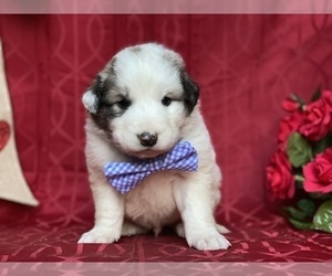 Border Collie-Maremma Sheepdog Mix Puppy for sale in LANCASTER, PA, USA