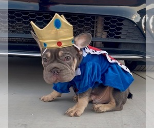 French Bulldog Puppy for sale in TUCSON, AZ, USA