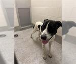 Small American Pit Bull Terrier Mix