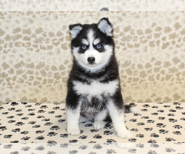 Medium Photo #3 Pomsky Puppy For Sale in DENVER, PA, USA