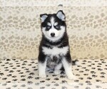 Small #2 Pomsky