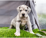 Small #2 Great Dane
