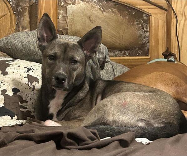 Medium Photo #3 Siberian Husky-Unknown Mix Puppy For Sale in Rockwall, TX, USA