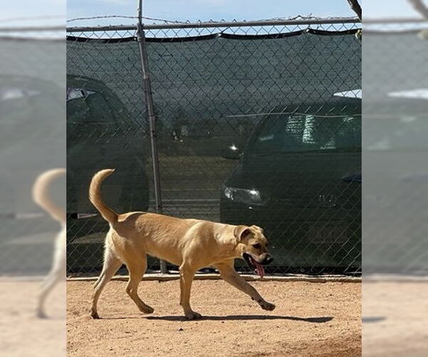 Medium Photo #8 Mutt Puppy For Sale in Apple Valley, CA, USA