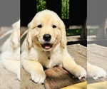 Small Photo #32 Golden Retriever Puppy For Sale in AMITY, AR, USA