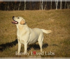 Father of the Labrador Retriever puppies born on 04/12/2025