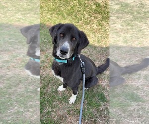 Pyrenees Border Collie Dogs for adoption in Rustburg, VA, USA