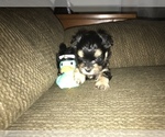 Small #1 Morkie