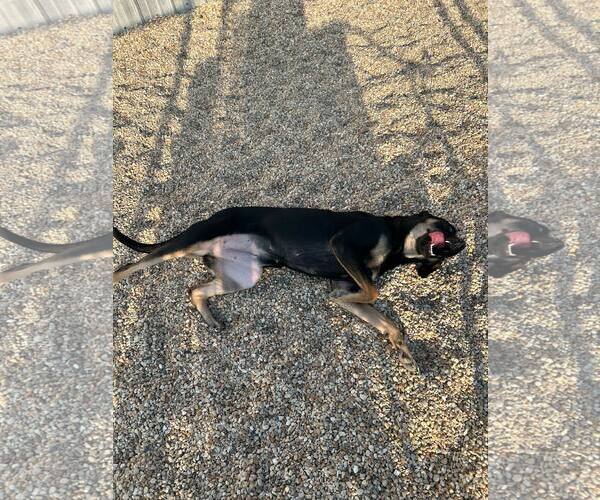 Medium Photo #7 Mountain Cur-Unknown Mix Puppy For Sale in Oakhurst, NJ, USA