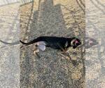 Small #6 Mountain Cur Mix