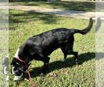 Small #1 Labrador Retriever Mix