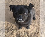 Small #1 Pug