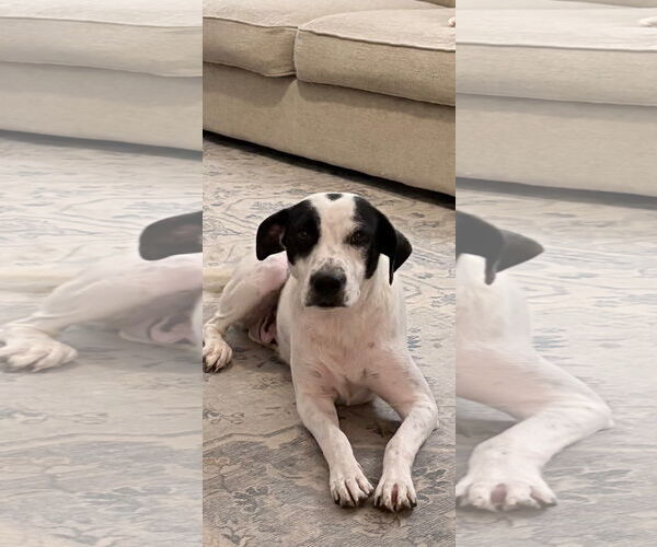 Medium Photo #1 Lab-Pointer Puppy For Sale in Royal Palm Beach, FL, USA