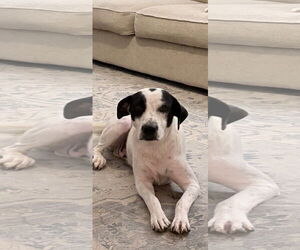 Lab-Pointer Dogs for adoption in Royal Palm Beach, FL, USA