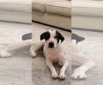 Small Lab-Pointer